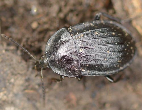 Réf. 297 557 : Phosphuga atrata